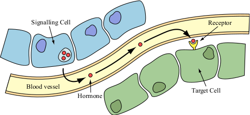 Endocrine Signalling