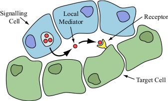 Paracrine Signalling